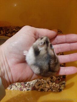 Krecek dzungarsky - 6