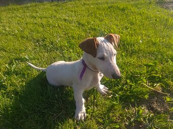 prodám štěňata Jack Russell teriéra-jrt - 6