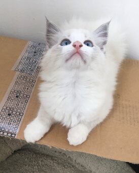 RAGDOLL KOŤÁTKA BEZ PP - 6