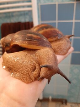 Archachatina marginata ovum XXL - 6