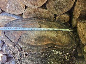 Kmen třešně - trešňové dřevo - 6