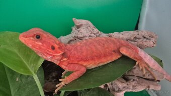 Agama vousatá Half Dark Red Monster mláďata - 6