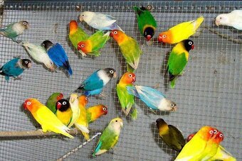 Austrália odcervenie S76 - 6