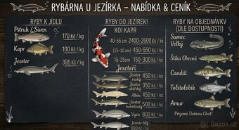 Koi kapr 40-55cm - 6