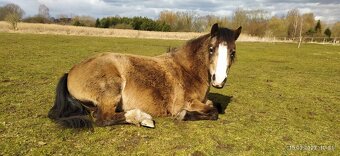 Welsh Moutain Pony kobylka s atraktivním zbarvením - 6