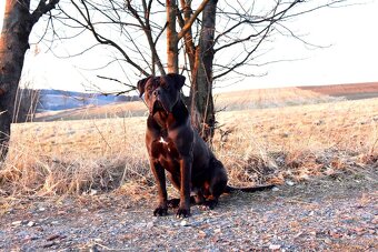 Cane corso černý krycí pes - 6