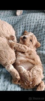 bischpoo ,,, toy pudl - 6
