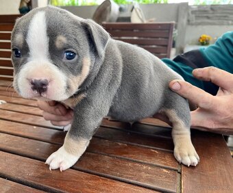 Štěně American Bully - 6
