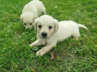 Zlatý retrívr / retriever bez pp - 6