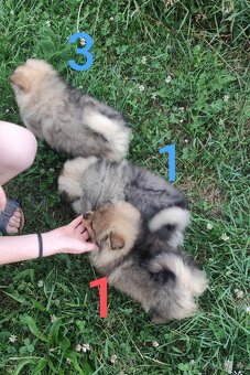 Štěňátka špic pomeranian - 6