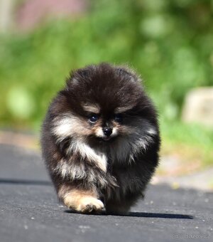Pomeranian - 6