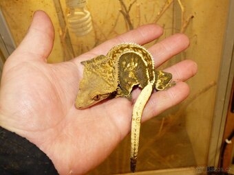 Pagekon řasnatý (Coreolophus ciliatus) - 6