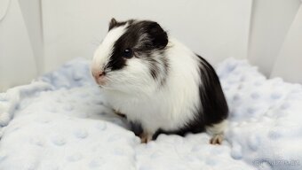 Morče, Morčata, Morčátko, Morčátka - BETTY - 6