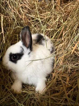 Zakrslý králík - 6