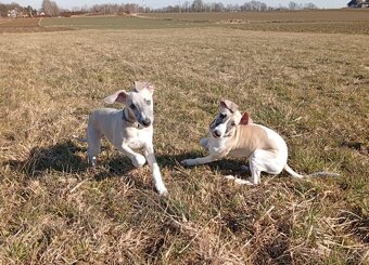 Whippet/ Vipet s PP - 6
