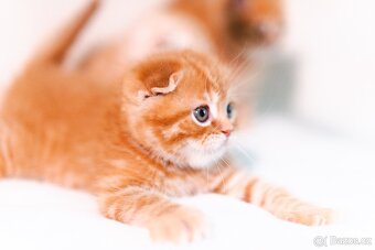 Scottish Fold a Scottish Straight - 6