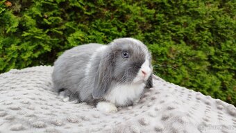 Zakrslý beránek, králíček, králík - HEIDY - 6