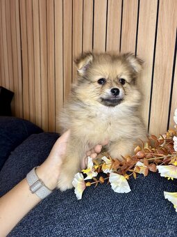 Štěňátka pomeranian bez PP - 6