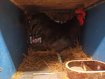 Australky kohouti - 6