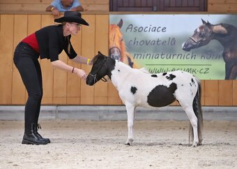 Klisna Minihorse, 2 roky - 6
