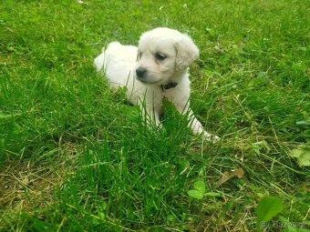 Zlatý retrívr / retriever  bez pp - 6
