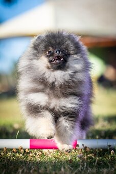 Pomeranian s PP - 6