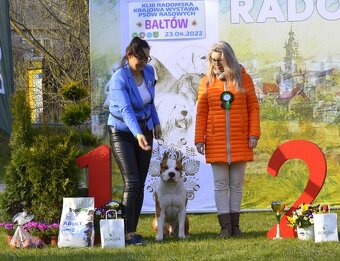 Americký stafordšírský teriér PP pes - 6