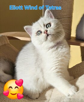 Britský kocúrik - 6