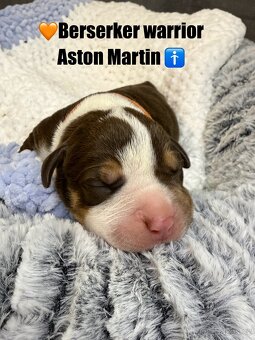 American bully XL/XXL s PP - 6