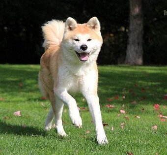 Akita inu s PP - 6