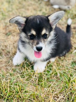 Welsh corgi pembroke s PP (FCI) - 6