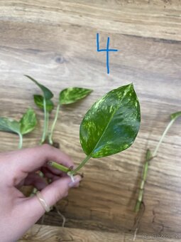 Epipremnum aureum - řízky - 6