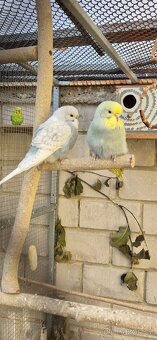 Andulky vlnkované - 6