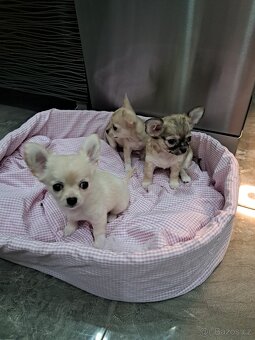 Čivava Mini Fenečky - 6