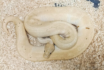 Adult Python Regius - 6