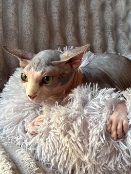 Kanadský sphynx - 6