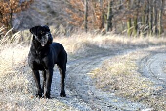 Krycí pes Cane Corso - 6