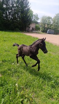 Pony ,WPBR, hříbě - 6