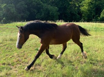 Welsh part bred roček - 6