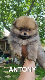 Německý špic trpasličí/Pomeranian 3 kluci - 6