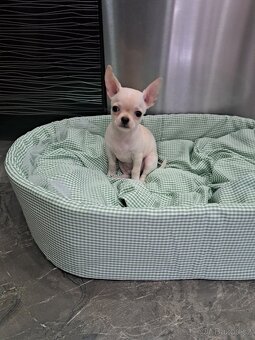 Čivava Mini pejsci - 6