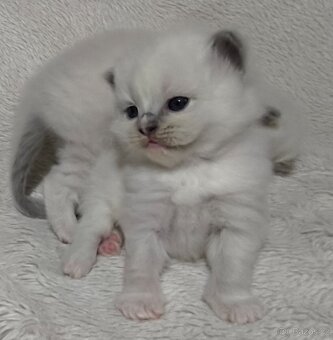 Ragdoll s PP - 6