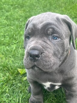 Cane Corso s PP - 6