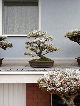 Borovice lesní (Pinus sylvestris) bonsai - 6