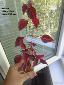 Rastliny predaj - 6