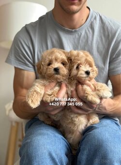 Štěňátko chlapeček Maltipoo - 6