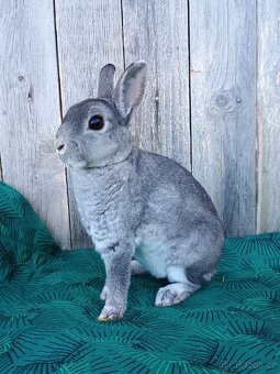 Zakrslý REX činčilový oceněná mláďata - 6