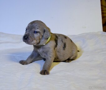 Louisianský leopardí pes s PP - 6