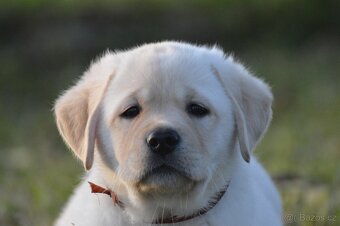 🐾 Labradorský retrívr s PP – štěňátka k odběru ihned 🐾 - 6