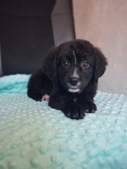 Štěňátka kříženci stardšírský bullteriér - 6